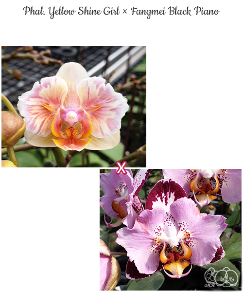 希少 極小姫黄梅 当園MC・分け株 - オーキッドバレーミウラ